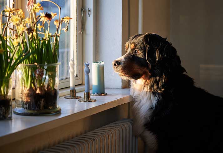 Hund kigger ud ad vinduet i aftensollys - der er planter i vindueskarmen